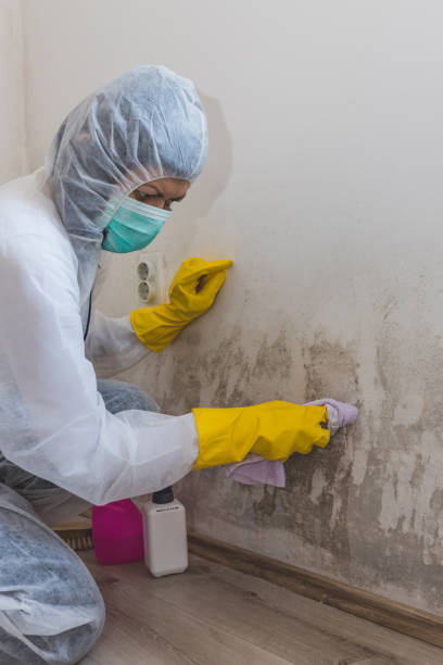 Best Mold Prevention Services  in London, CA
